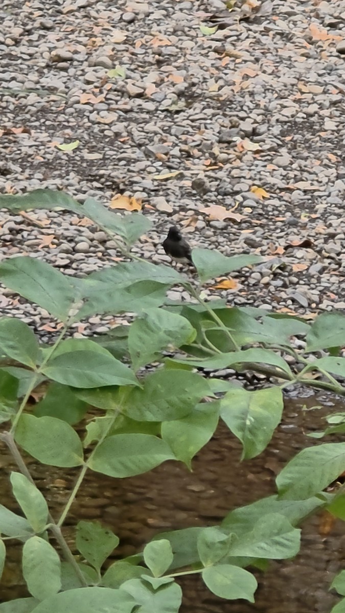 Black Phoebe - ML643568280