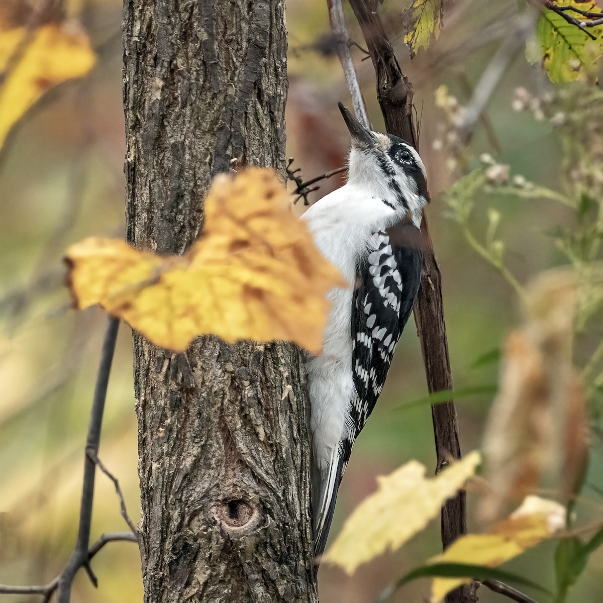 Hairy Woodpecker - ML643568283