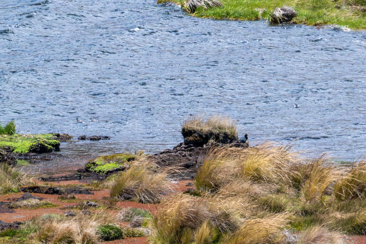 Silvery Grebe - ML643568284