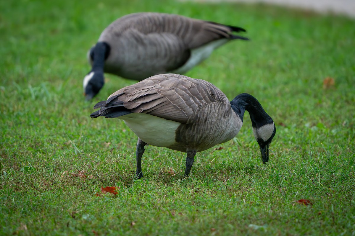 Canada Goose - ML643568292