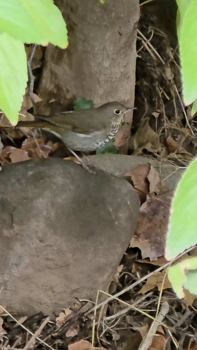 Hermit Thrush - ML643568294