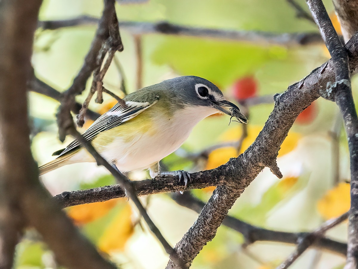 Vireo Solitario - ML643568301