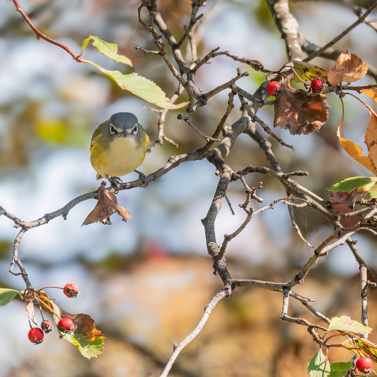 Vireo Solitario - ML643568302