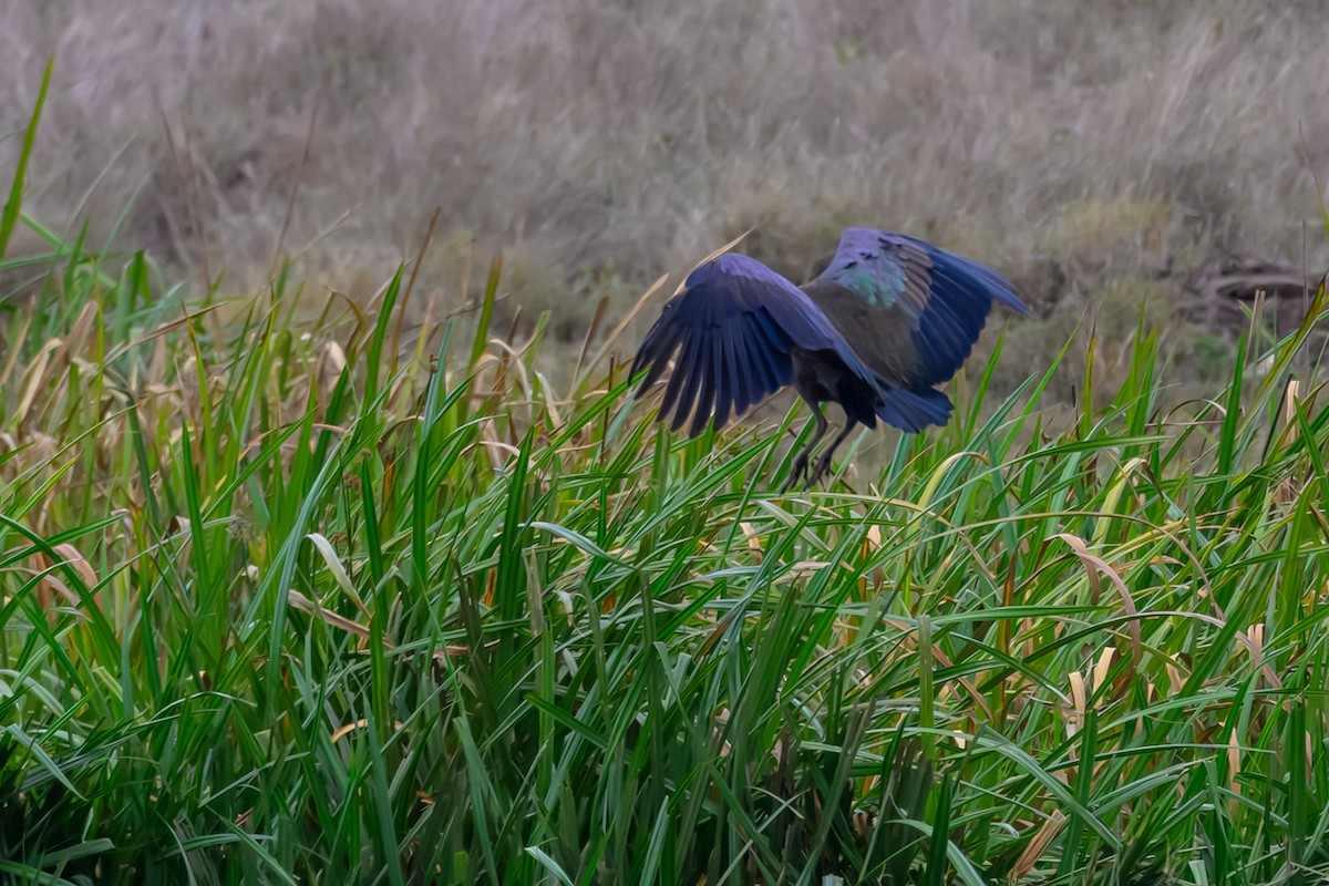 ibis hagedaš - ML643568303
