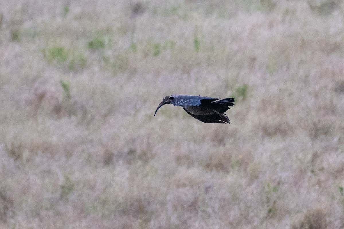 ibis hagedaš - ML643568304
