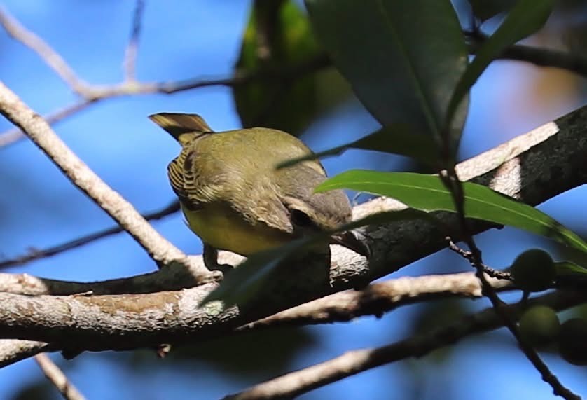 Philadelphia Vireo - ML643568312