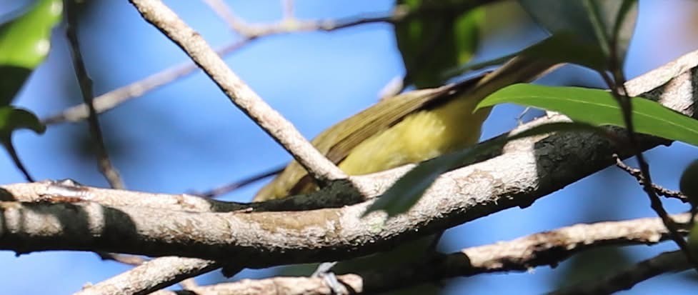 Philadelphia Vireo - ML643568313