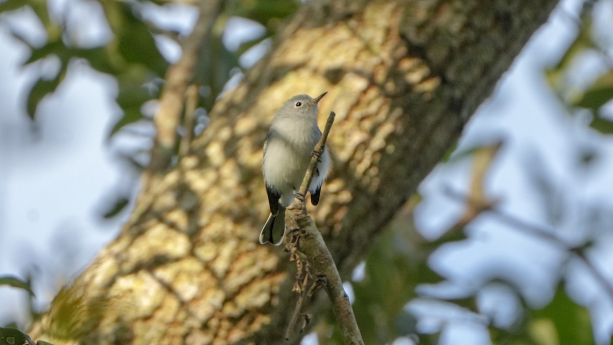 Blue-gray Gnatcatcher - ML643568322