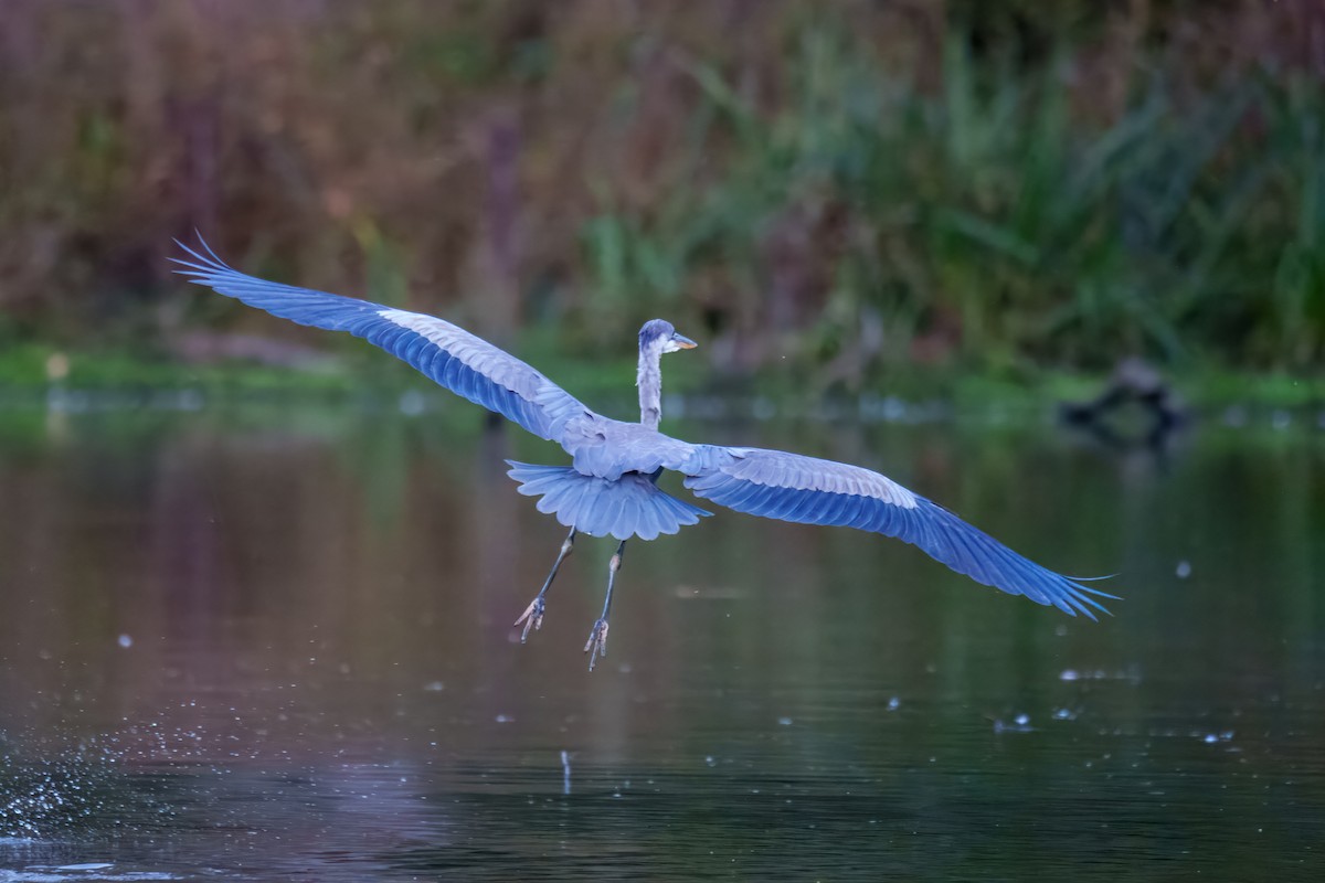 Great Blue Heron - ML643568325