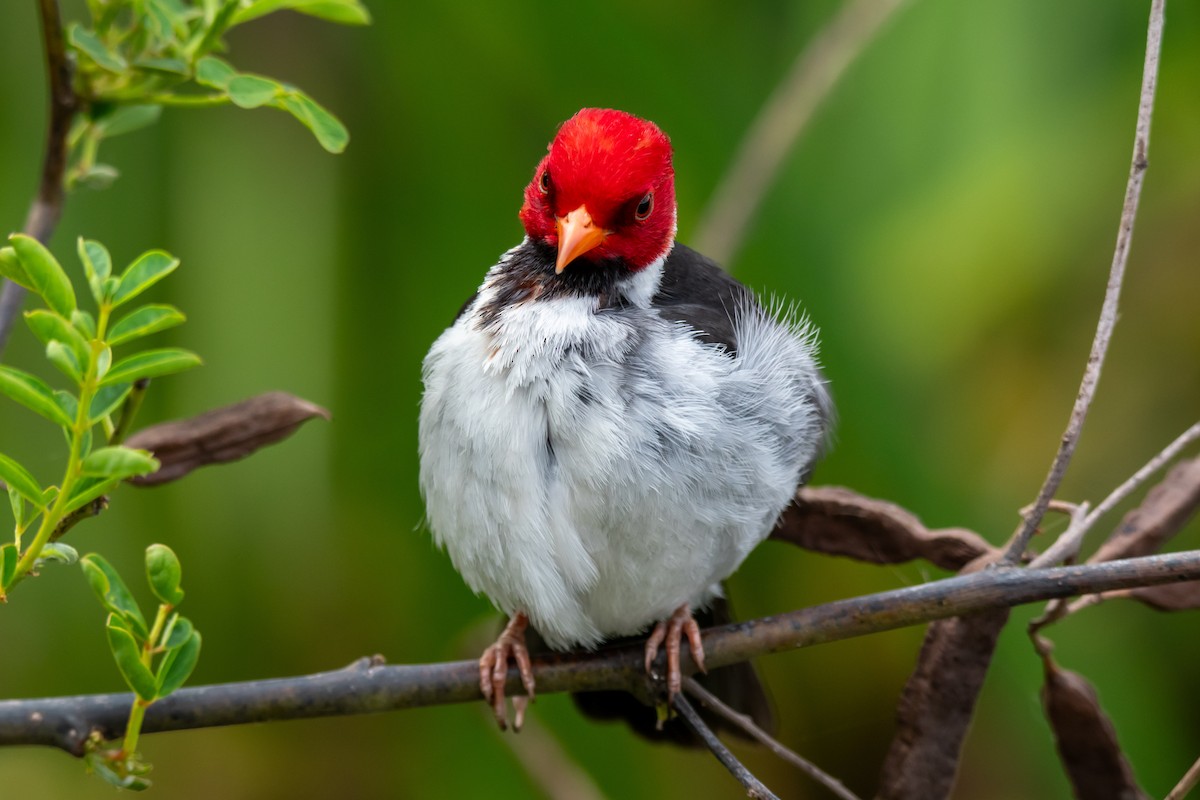 Yellow-billed Cardinal - ML643568330