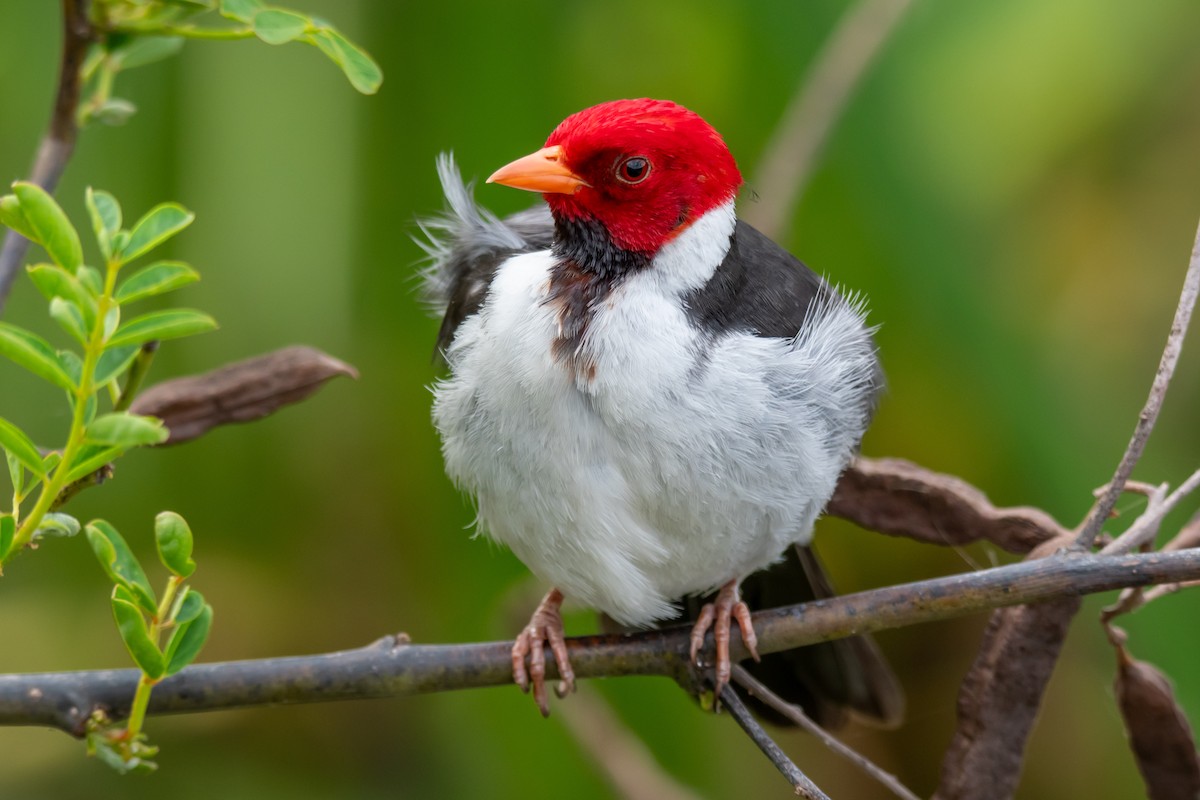 Yellow-billed Cardinal - ML643568331
