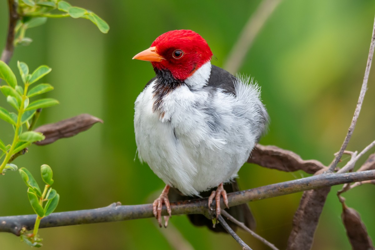 Yellow-billed Cardinal - ML643568332