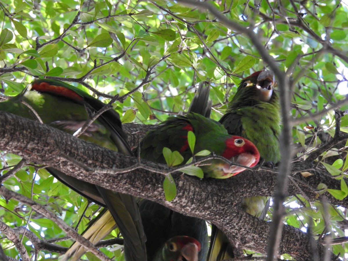 Red-masked Parakeet - ML643568333