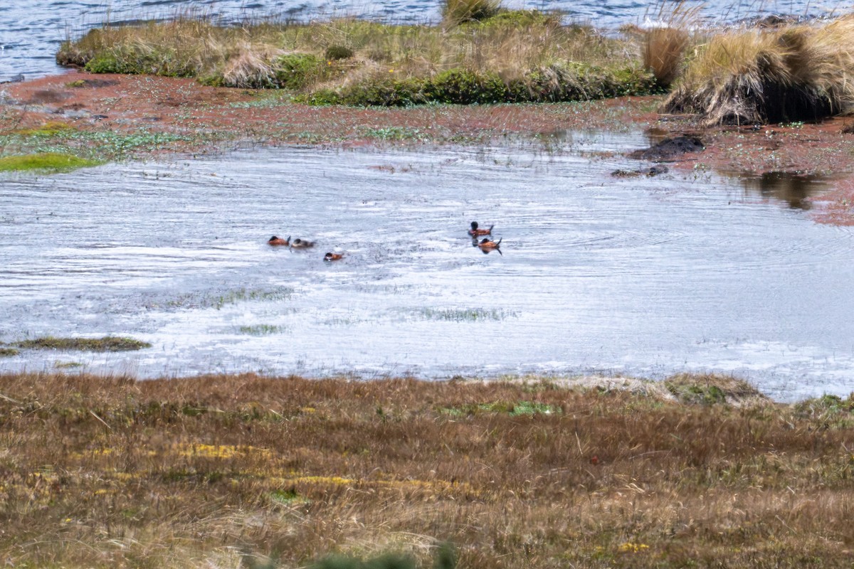 Andean Duck - ML643568335