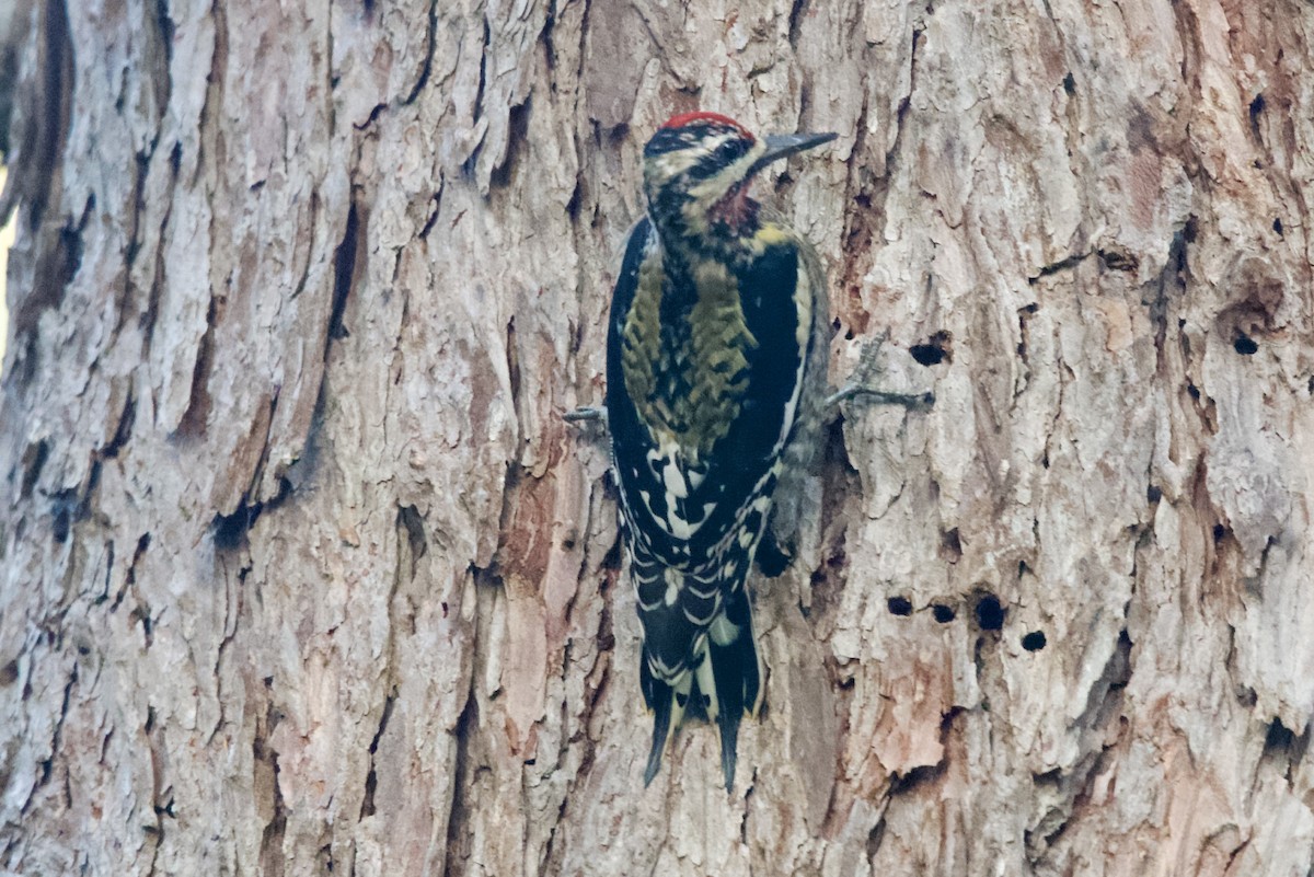Yellow-bellied Sapsucker - ML643568337
