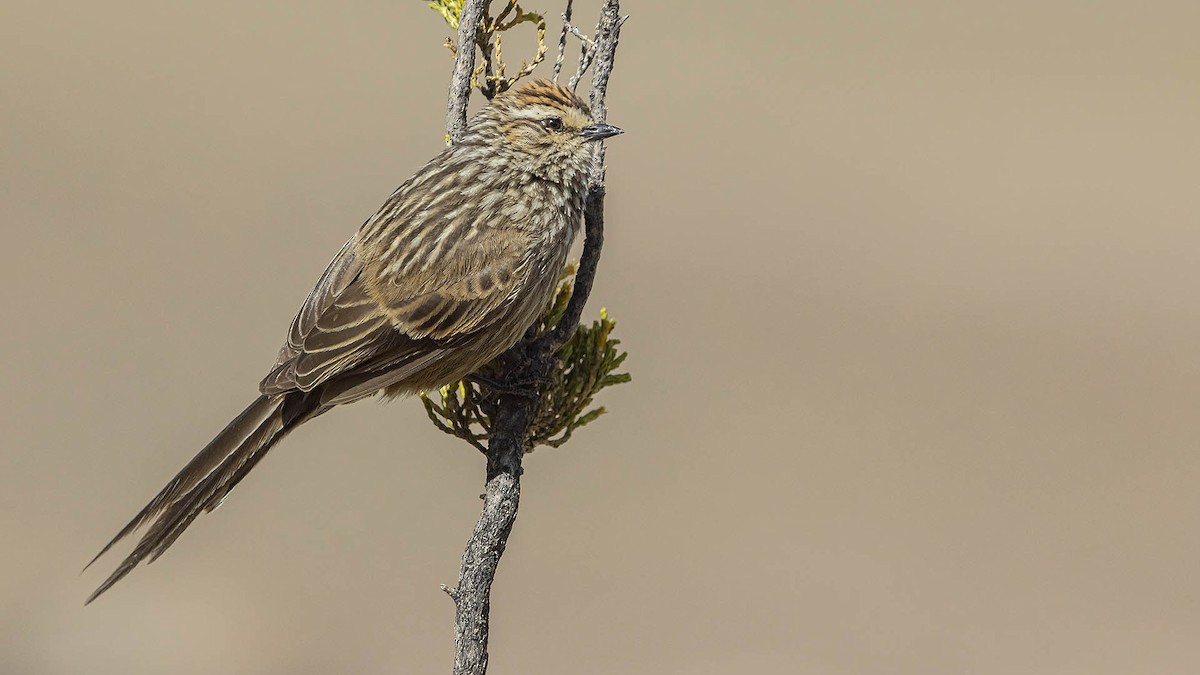 Andean Tit-Spinetail - ML643568338