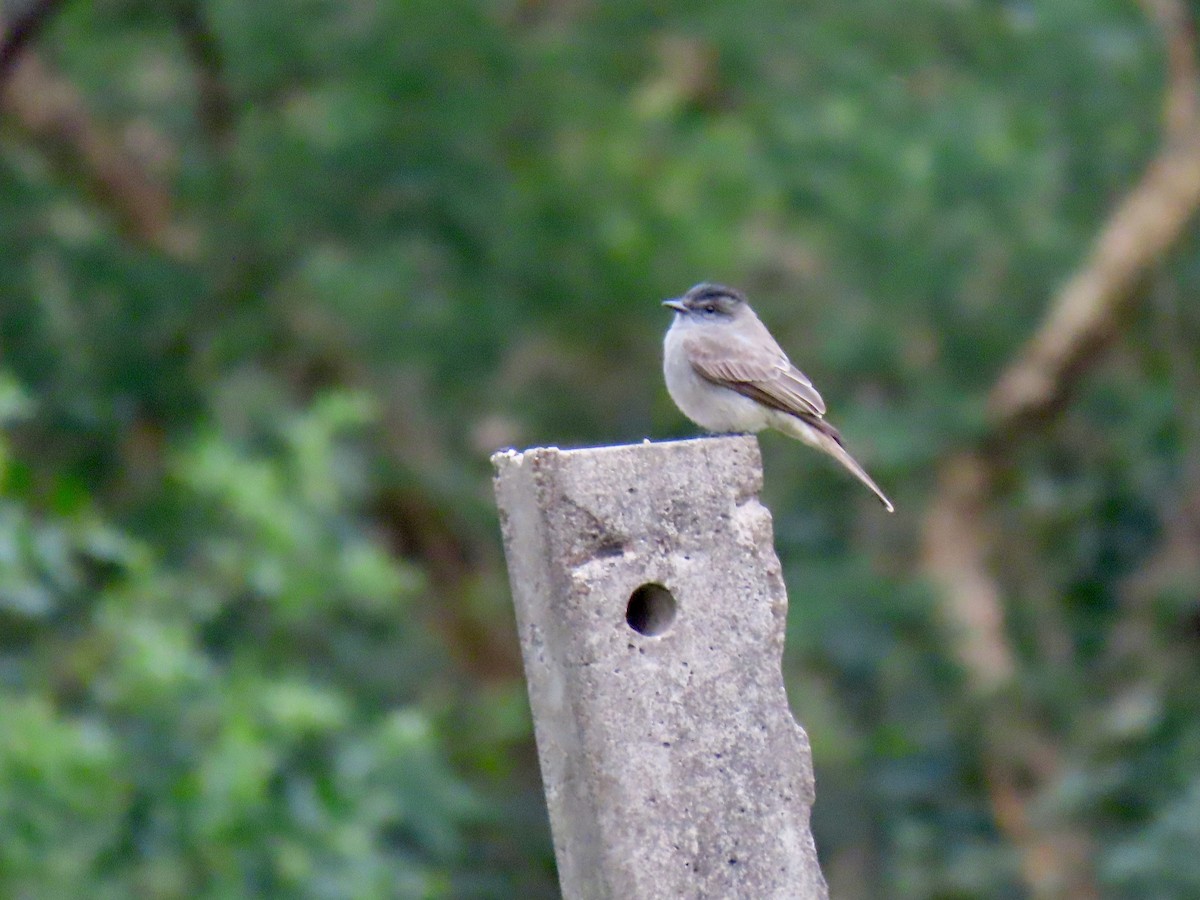 Crowned Slaty Flycatcher - ML643568339