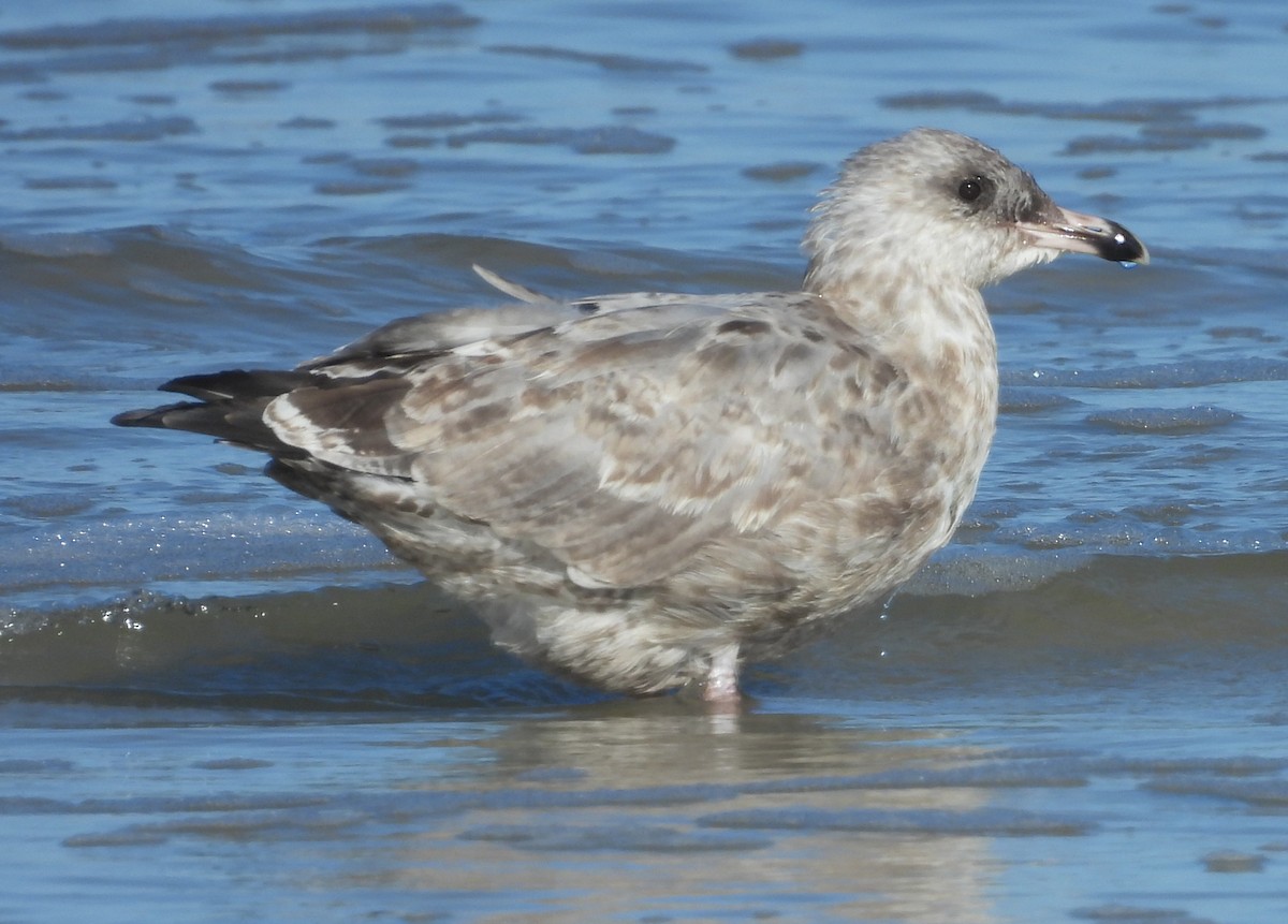 American Herring Gull - ML643568342