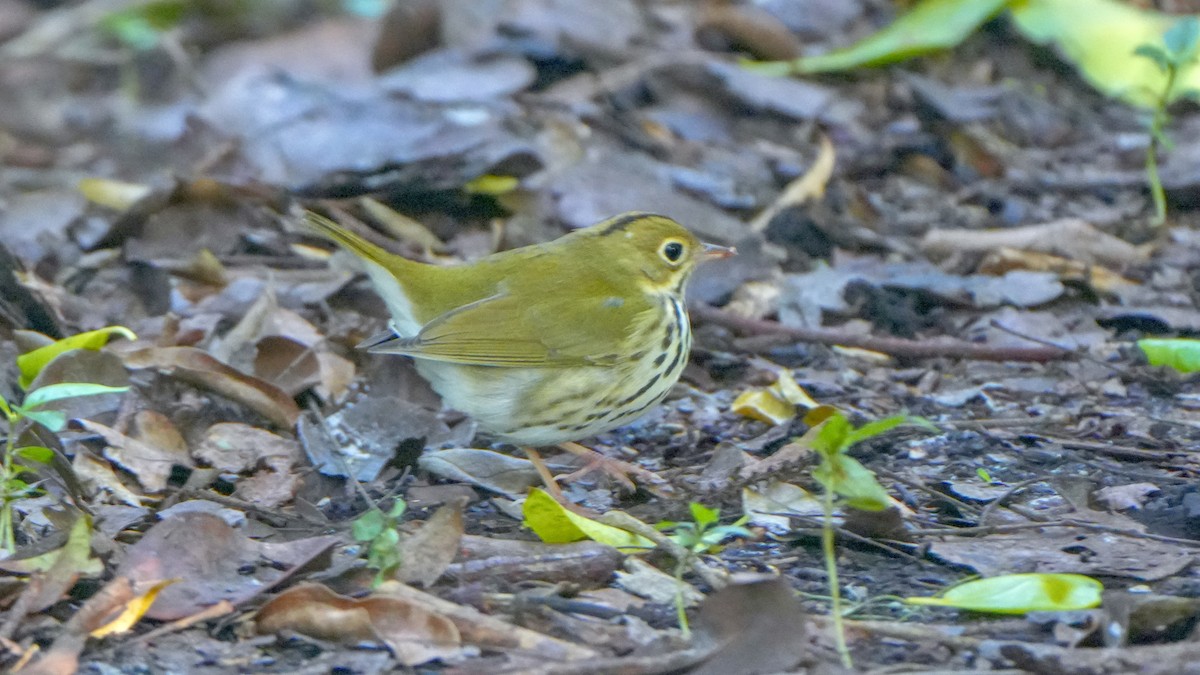 Ovenbird - ML643568343