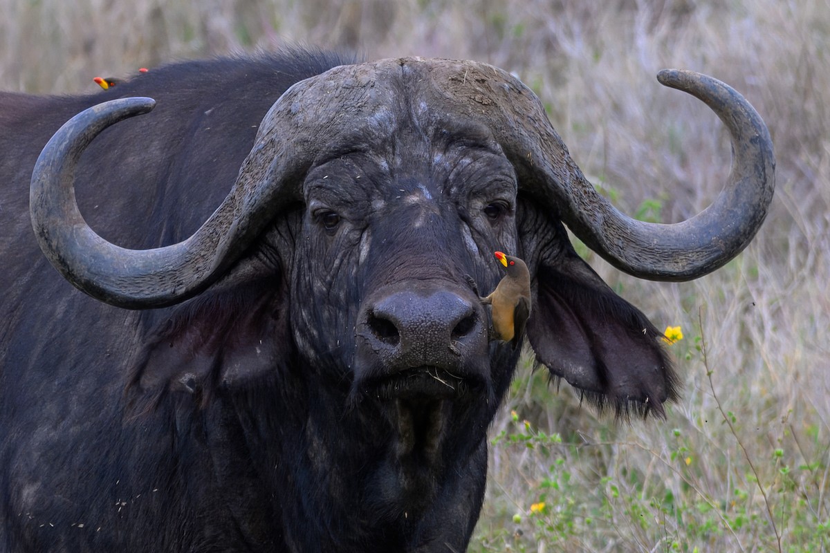 Yellow-billed Oxpecker - ML643568344