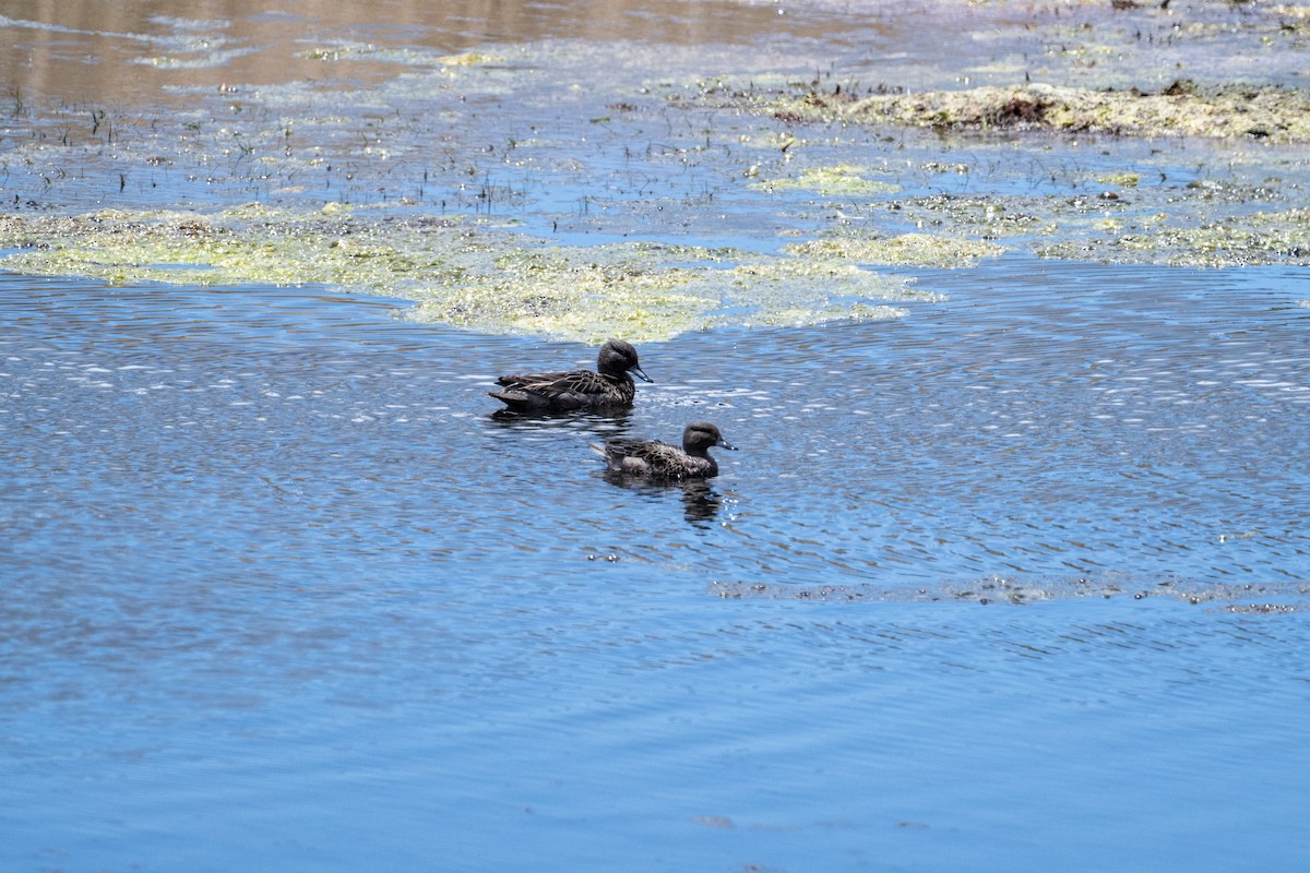 Andean Teal - ML643568346