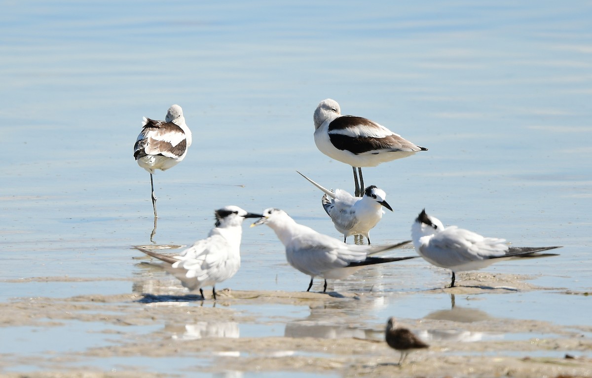 American Avocet - ML643568347
