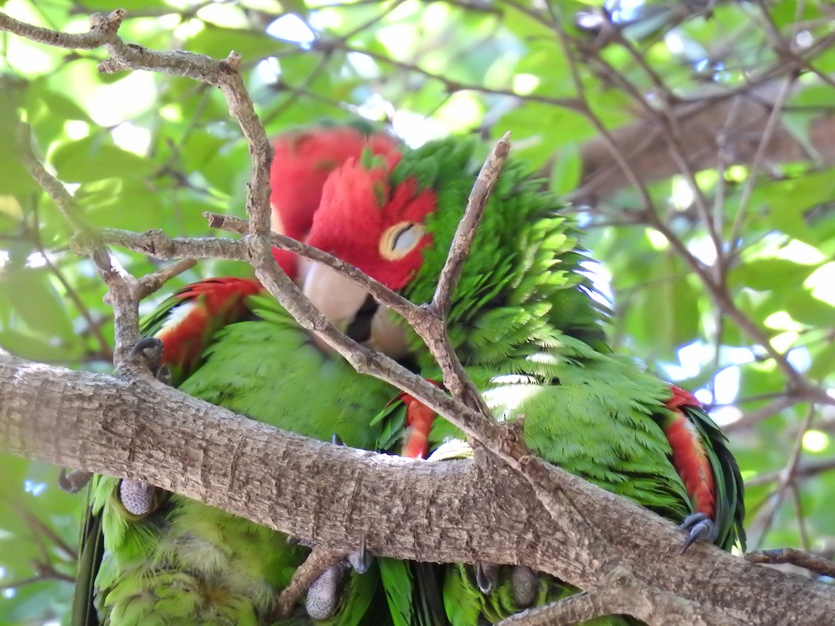 Red-masked Parakeet - ML643568348