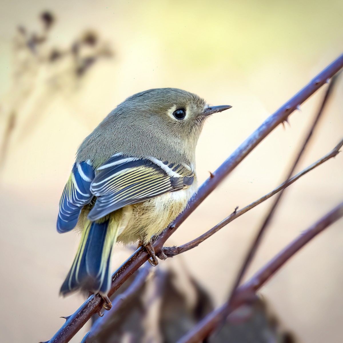 Ruby-crowned Kinglet - ML643568349