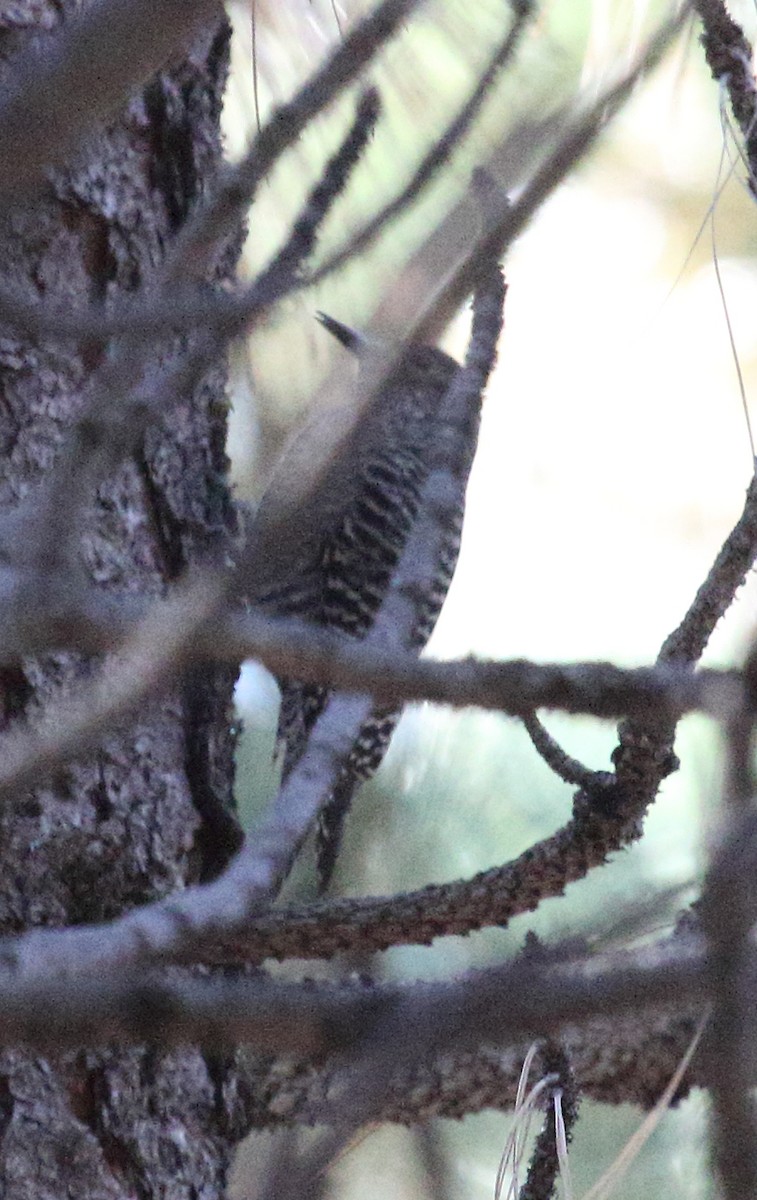Williamson's Sapsucker - ML643568354