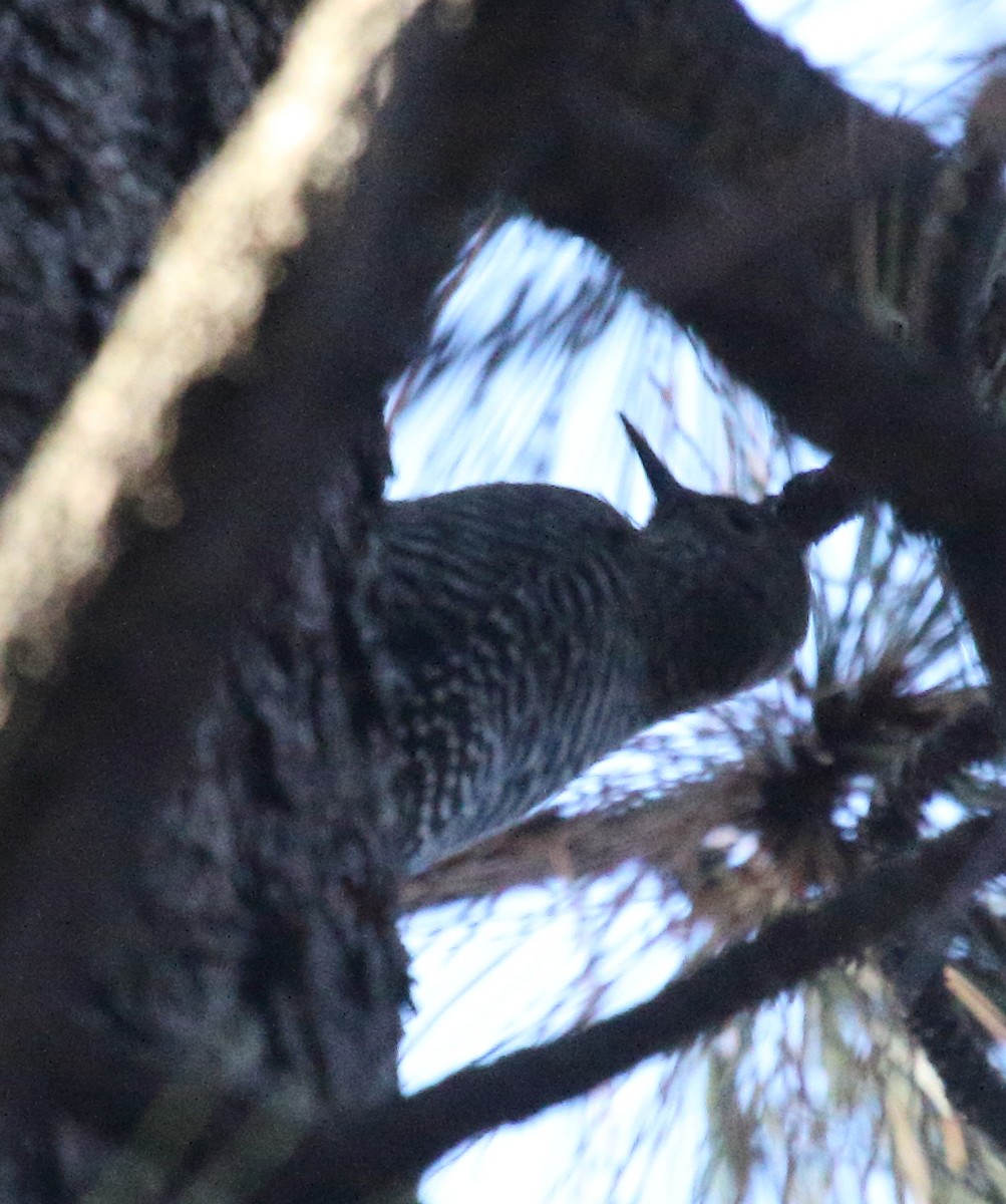 Williamson's Sapsucker - ML643568355