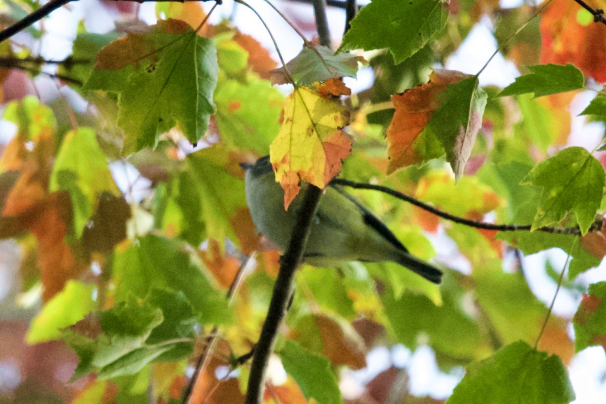 Blue-headed Vireo - ML643568356