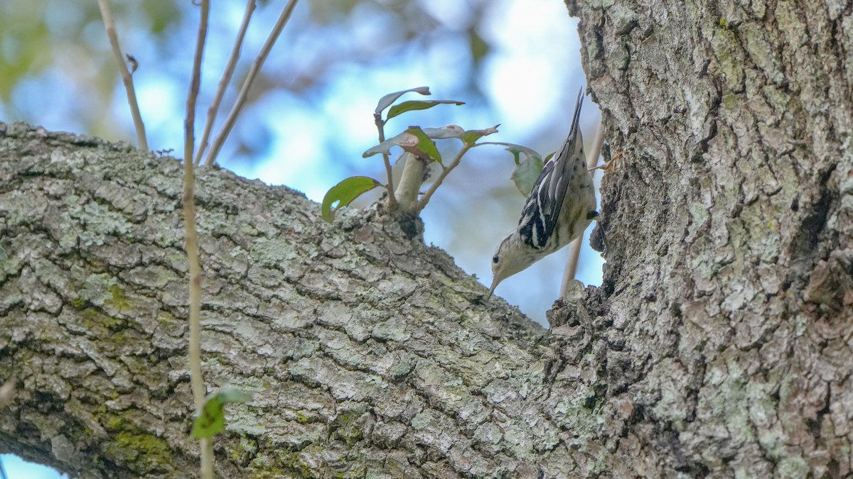 Black-and-white Warbler - ML643568357