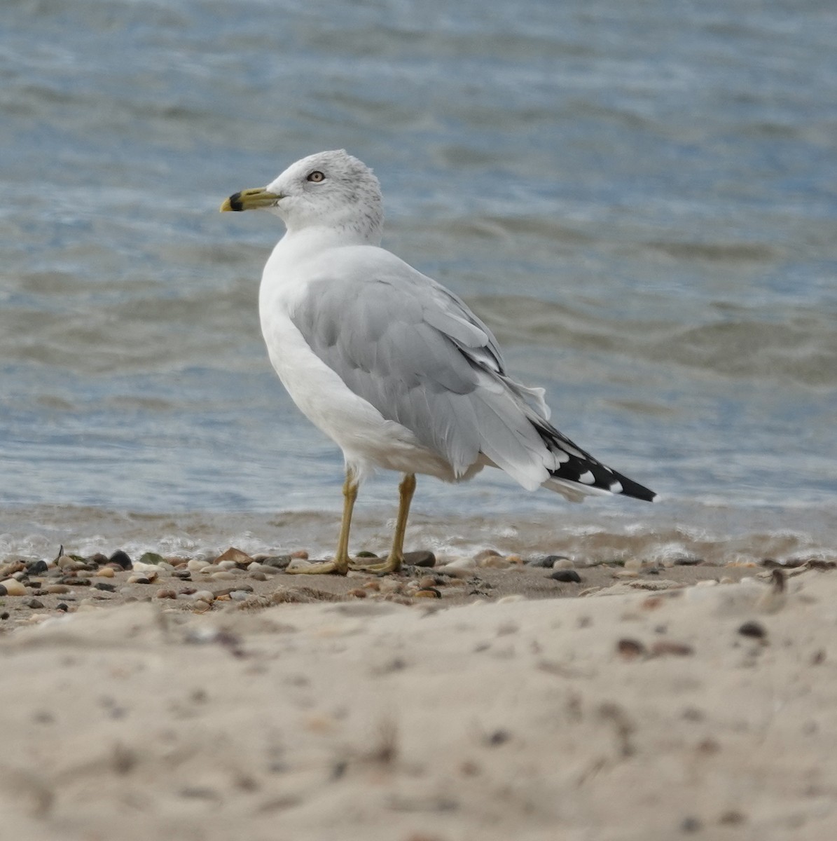 Ring-billed Gull - ML643568359