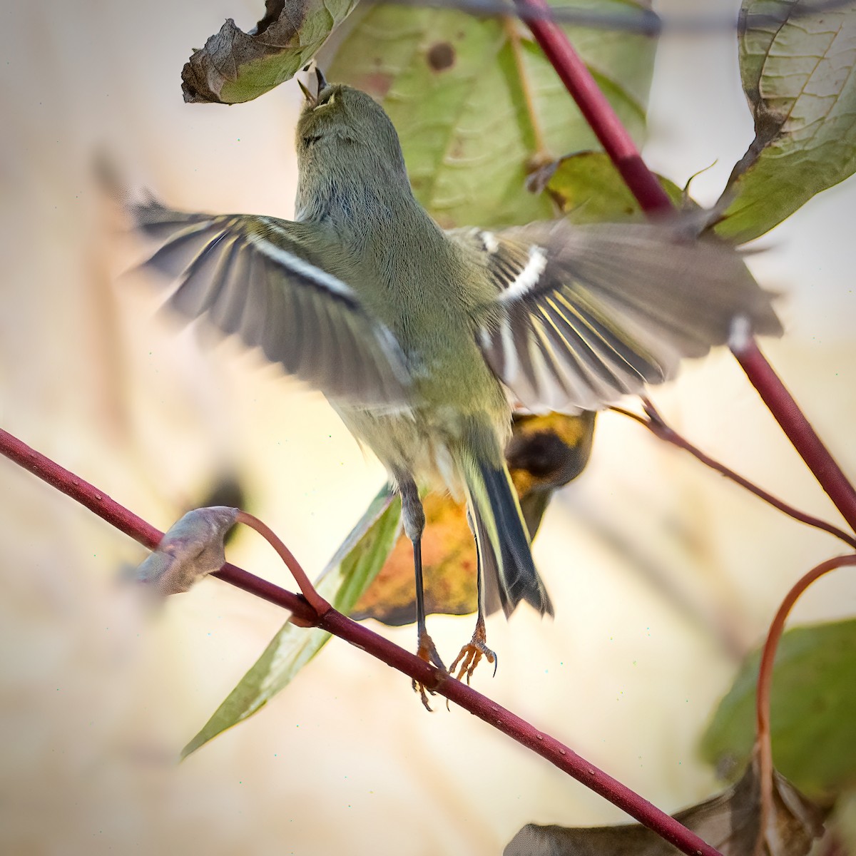 Ruby-crowned Kinglet - ML643568360