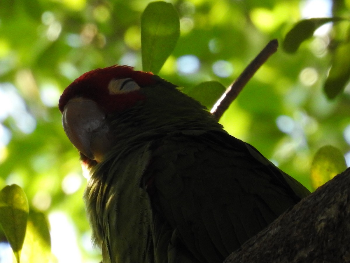 Red-masked Parakeet - ML643568361