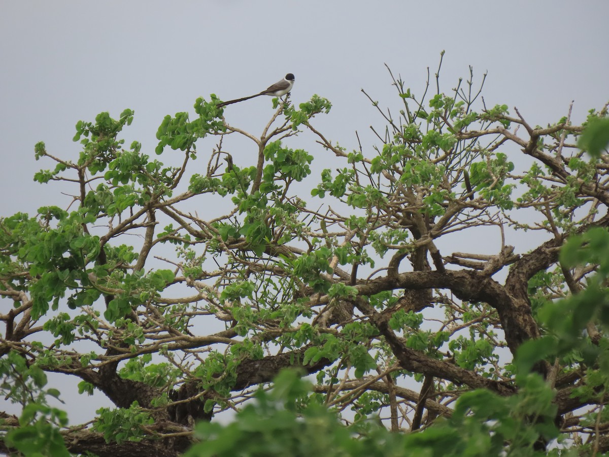 Fork-tailed Flycatcher - ML643568362