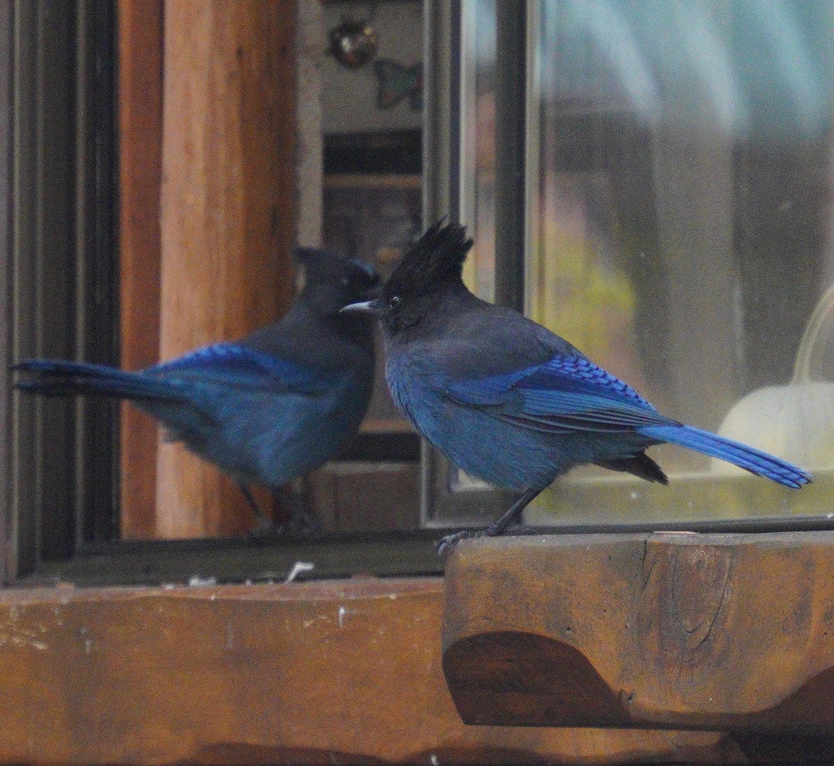 Steller's Jay - ML643568365