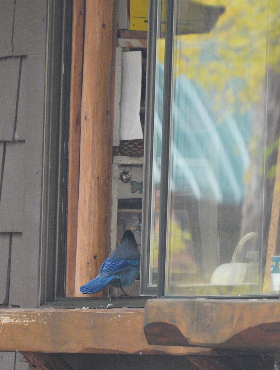 Steller's Jay - ML643568367