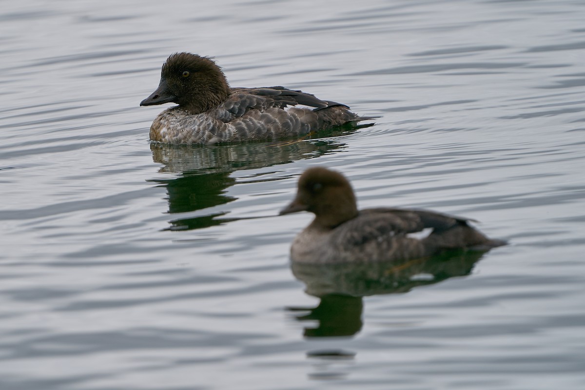 Barrow's Goldeneye - ML643568369