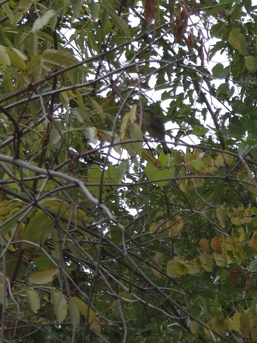 Yellow-rumped Warbler - ML643568370