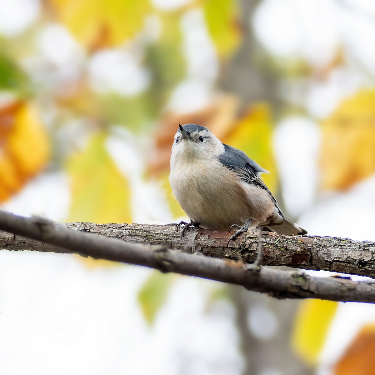 White-breasted Nuthatch - ML643568381
