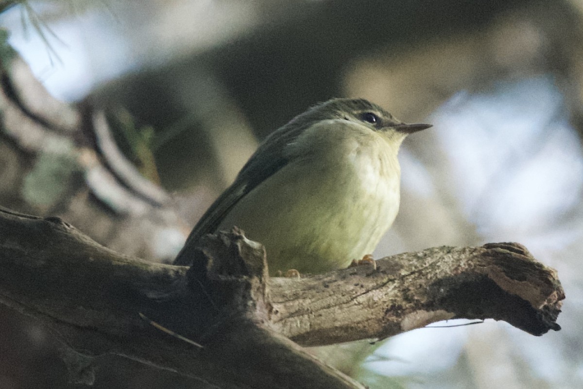 Black-throated Blue Warbler - ML643568386