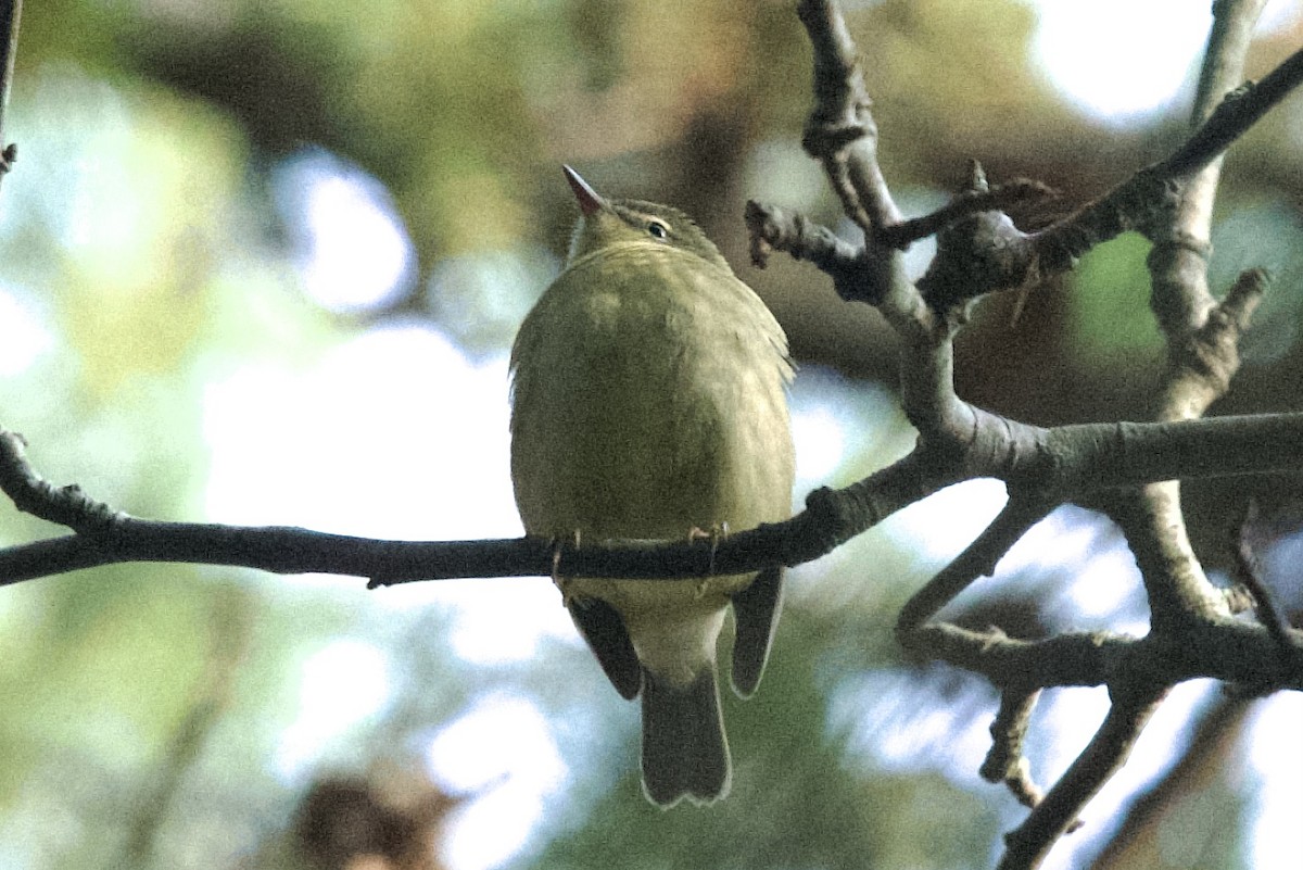 Black-throated Blue Warbler - ML643568387
