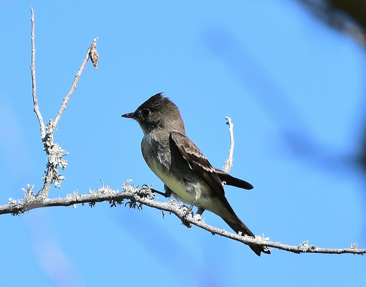 Eastern Wood-Pewee - ML643568393
