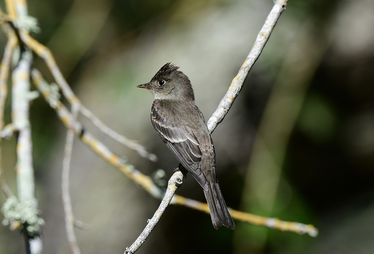 Eastern Wood-Pewee - ML643568394