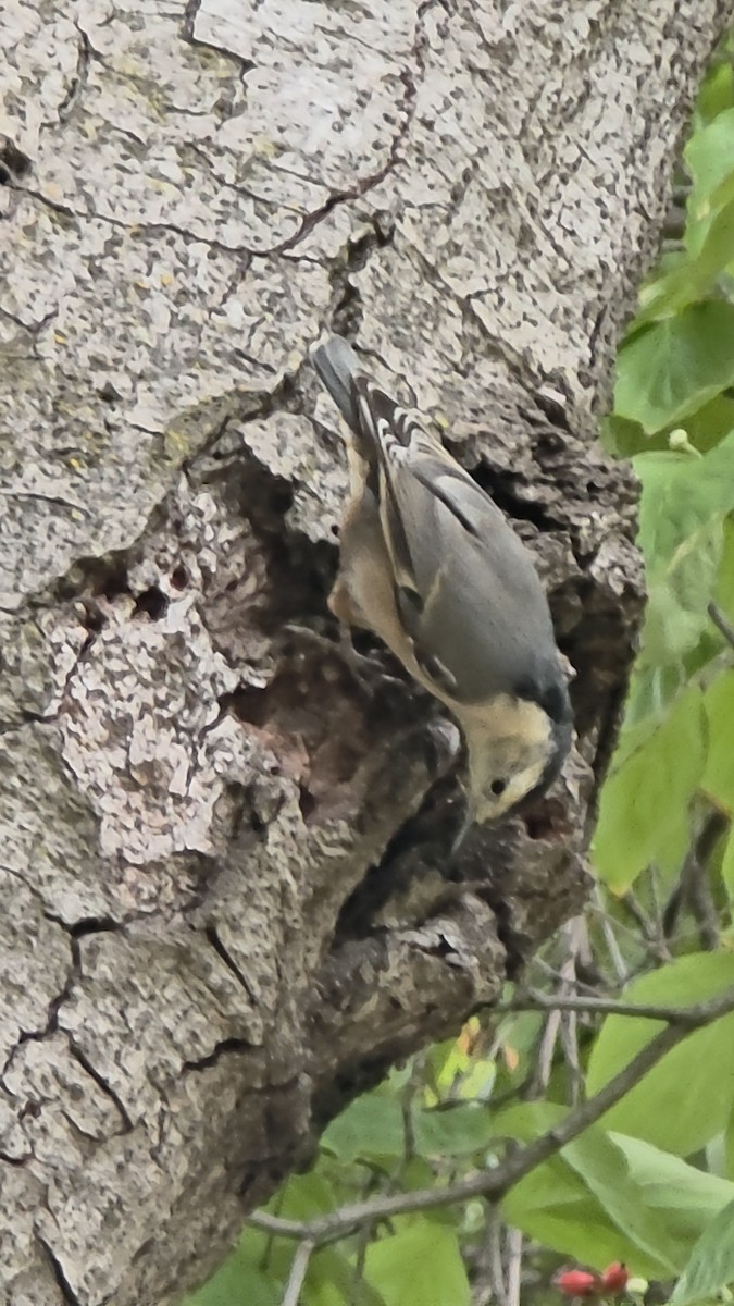 White-breasted Nuthatch - ML643568396