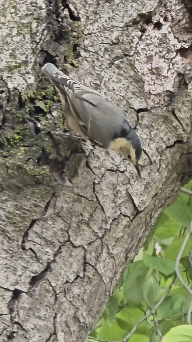 White-breasted Nuthatch - ML643568397