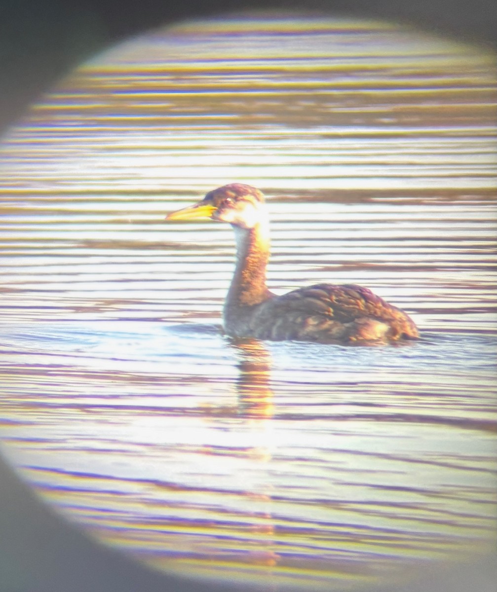 Red-necked Grebe - ML643568406