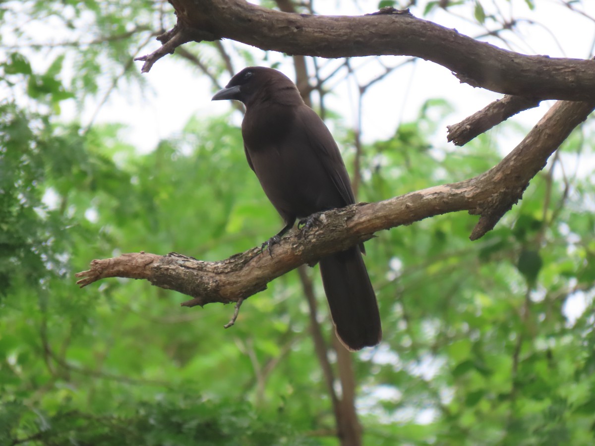 Purplish Jay - ML643568418