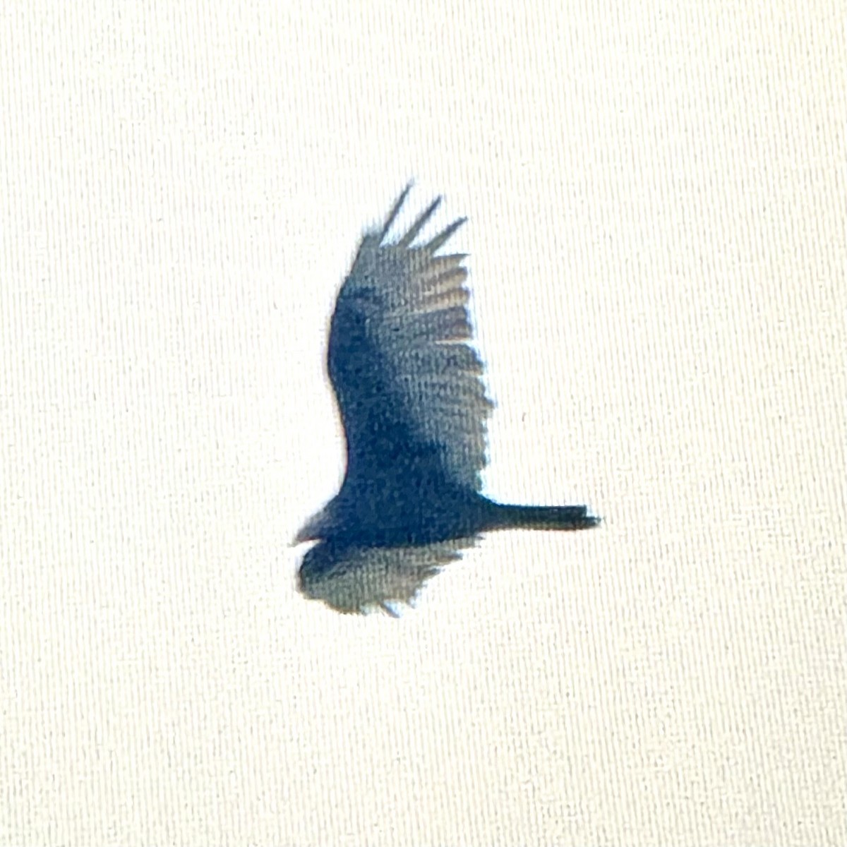 Turkey Vulture - ML643568423